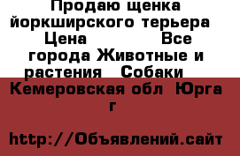 Продаю щенка йоркширского терьера  › Цена ­ 20 000 - Все города Животные и растения » Собаки   . Кемеровская обл.,Юрга г.